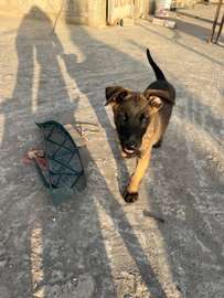 À VENDRE – 5 CHIOTS BERGER BELGE MALINOIS