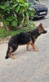Chiot berger allemand importé