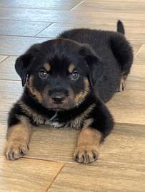 Chiot Rottweiler à vendre