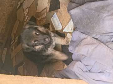 Chiots a vendre