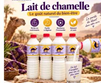 Le lait de chamelle frais ( méw guilém)