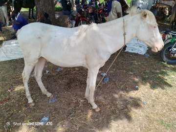 Cheval Mbëy albinos