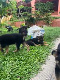 Chiot Berger Allemand