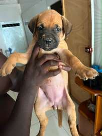 Chiot Boerboel