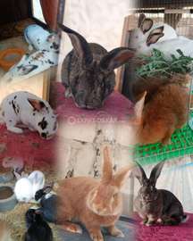 Lapins , lapereaux, géant Flandres, fauve, rex, californien