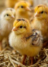 Vente poussins goliath et œufs féconds