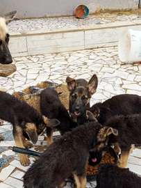 Chiot berger allemand
