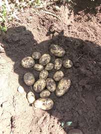 Pommes de terre naturelles fraîches récolte locale