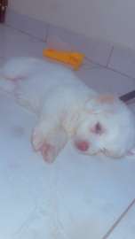 Mignon chiots