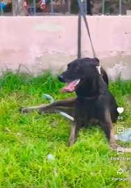 FEMELLE MALINOIS PURE RACE