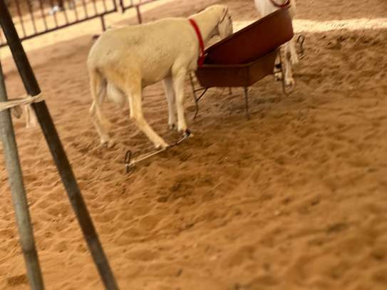 Mouton de tabaski de qualite image 2