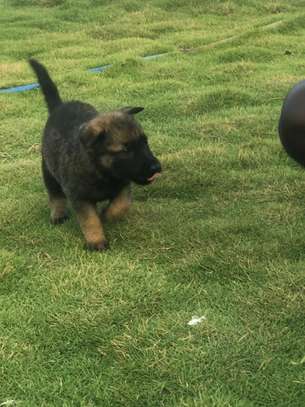 Chiot berger malinois image 2