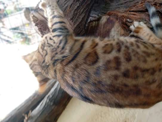 Chat image 6