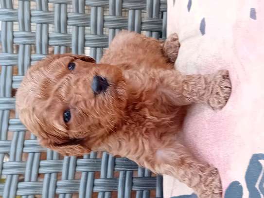 Caniche image 5