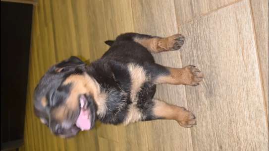 Chiot Rottweiler à vendre image 2