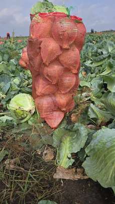 Notto agro-fournisseur image 5