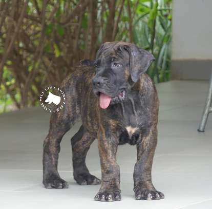 chiots boerboels image 2