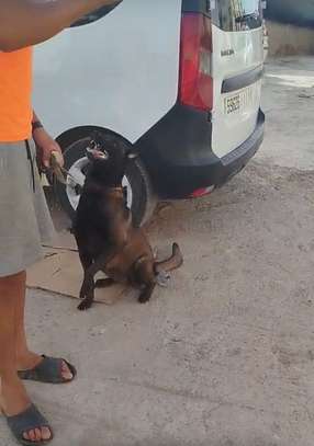 Chiots malinois pure race image 3