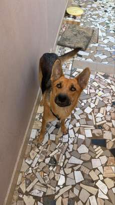 chienne berger allemand pure sang image 2