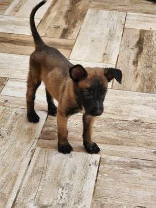 À vendre – Chiots Bergers Belges Malinois pure race 🐾 image 3