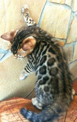 Chat image 4