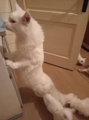 Maine Coon image 13