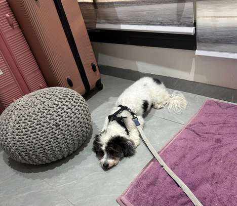 Femelle bichon très joueuse image 1