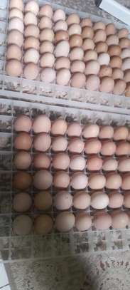 Poussins et œufs fertiles poulet goliath image 7