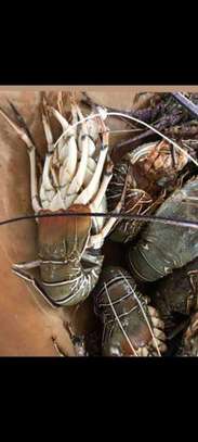 langouste, cigale de mer,Cameron, gambas, crevettes G et M image 1