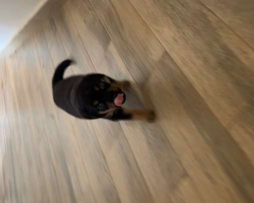 Chiot Rottweiler à vendre image 5