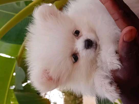 Pomeranien image 13