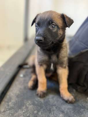 Malinois chiot fauve charbonné image 1