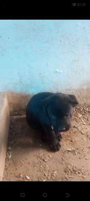 Chiots Cane Pure Race image 7