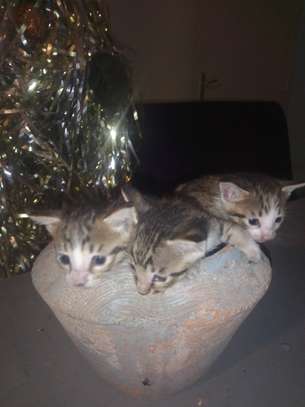 4 chatons adorables a adopter pour Noël! image 1
