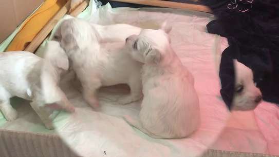 Bichon maltais 1 a 6 mois image 3