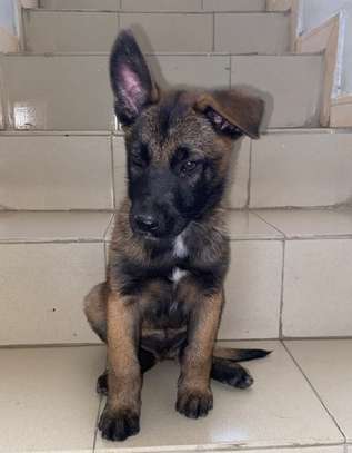 Berger malinois image 3