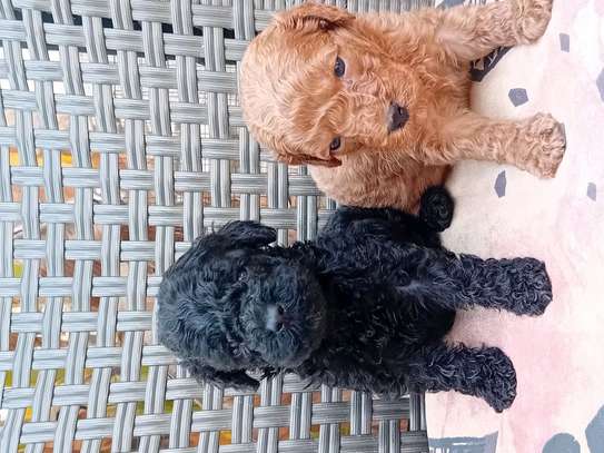 Caniche image 9