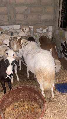 Mouton soudanais image 4