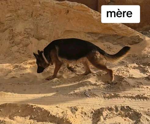 Chiot berger allemand pur image 4