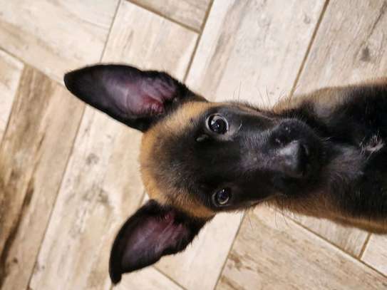 Berger belge malinois image 3