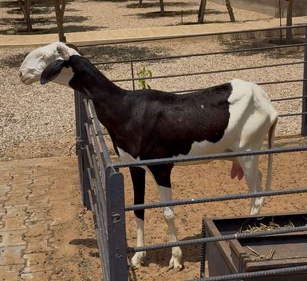 Vente Femelles Ladoum image 2