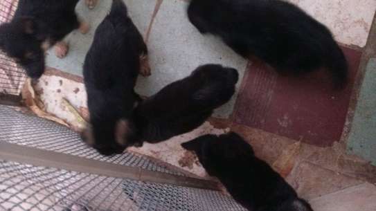 Chiots a vendre image 6