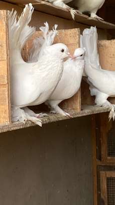 Pigeon paon indien image 1