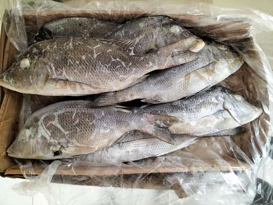 POISSON SOUMPOTT = EMPEREUR à Vendre image 1