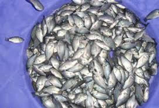 POISSONS ALEVINS TILAPIA image 2