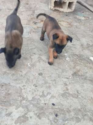 chiots malinois pure sang image 7