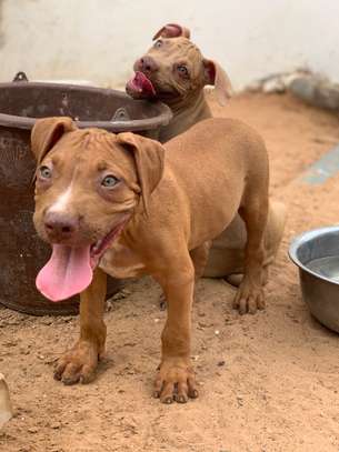 Chiot Pitbull Male Saint Louis Expat Dakar