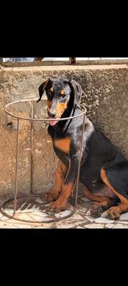 Chiot femelle Doberman noir et feu image 6