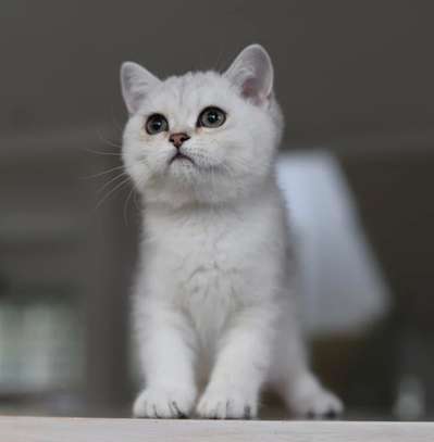 Chaton british pure race image 1