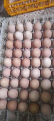 Poussins et œufs fertiles poulet goliath image 8